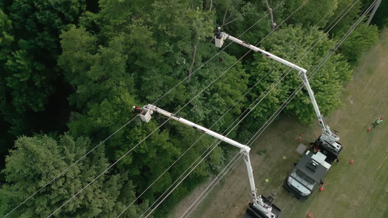 How Our Tree Care Process Works  in Gillespie, IL